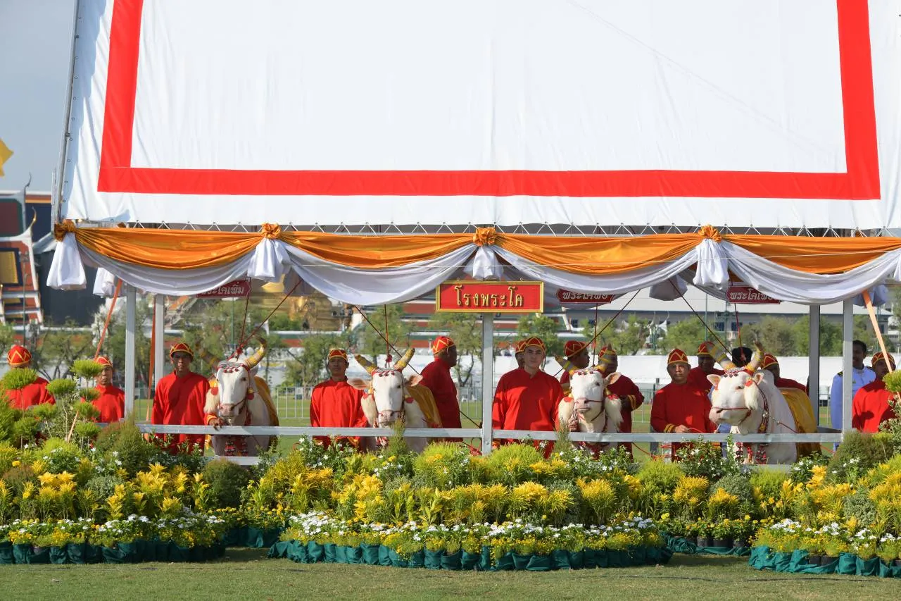พระโคเสี่ยงทาย ปีนี้พระยาแรกนาเสี่ยงทายได้ผ้านุ่ง 5 คืบ พระโคกิน "เหล้า-น้ำ-หญ้า" ทำนายว่า... — ภาพที่ 4