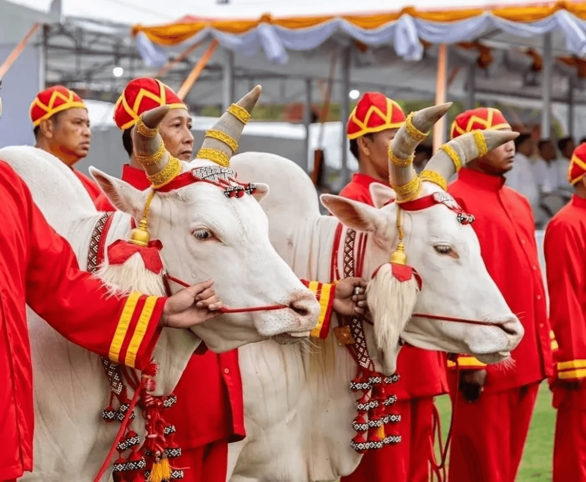 พระโคเสี่ยงทาย ปีนี้พระยาแรกนาเสี่ยงทายได้ผ้านุ่ง 5 คืบ พระโคกิน "เหล้า-น้ำ-หญ้า" ทำนายว่า... — ภาพที่ 2